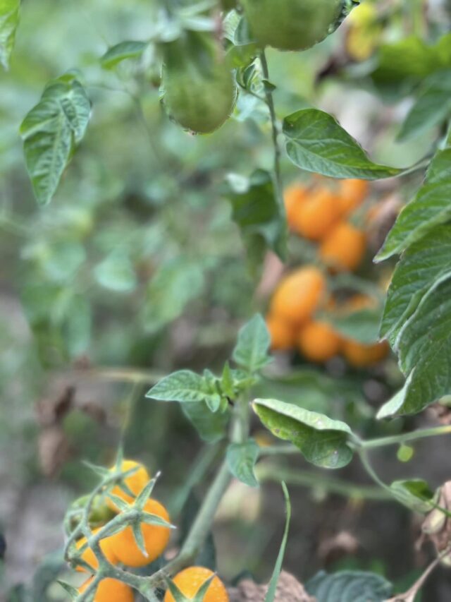 Harvesting and a Lowcarb Pasta Dish