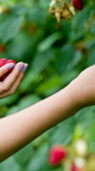 Picking cranberries