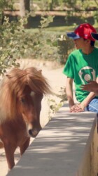 Pony and kids