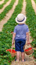 Picking strawberries